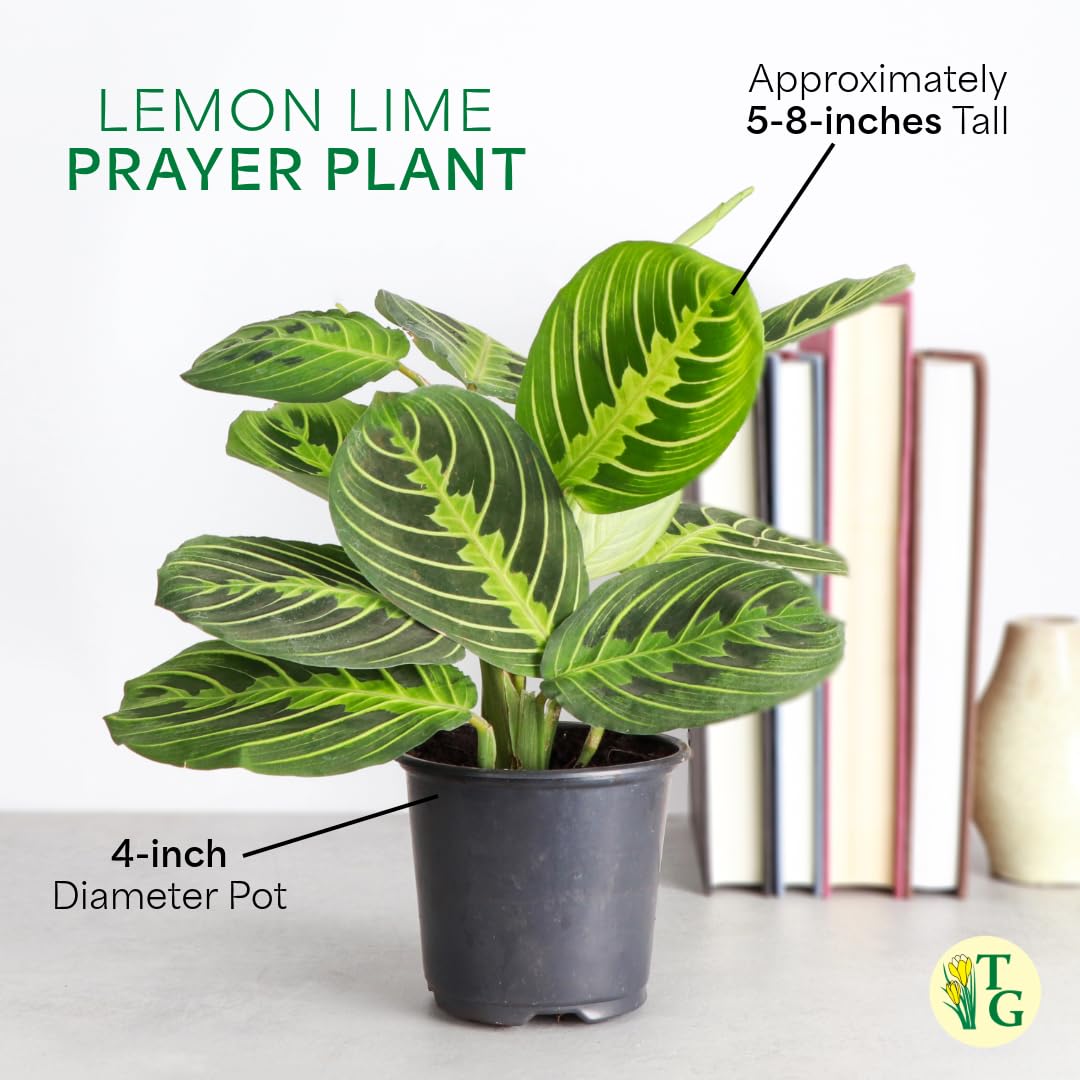 Thorsen's Greenhouse Lemon Lime Prayer Plant, Live Indoor Plant, Pet Friendly, Attractive Houseplant, Lemon Maranta, Natural Air Purifier, Easy to Grow, 4" Diameter Pot (3 Pack Nursery Pots)