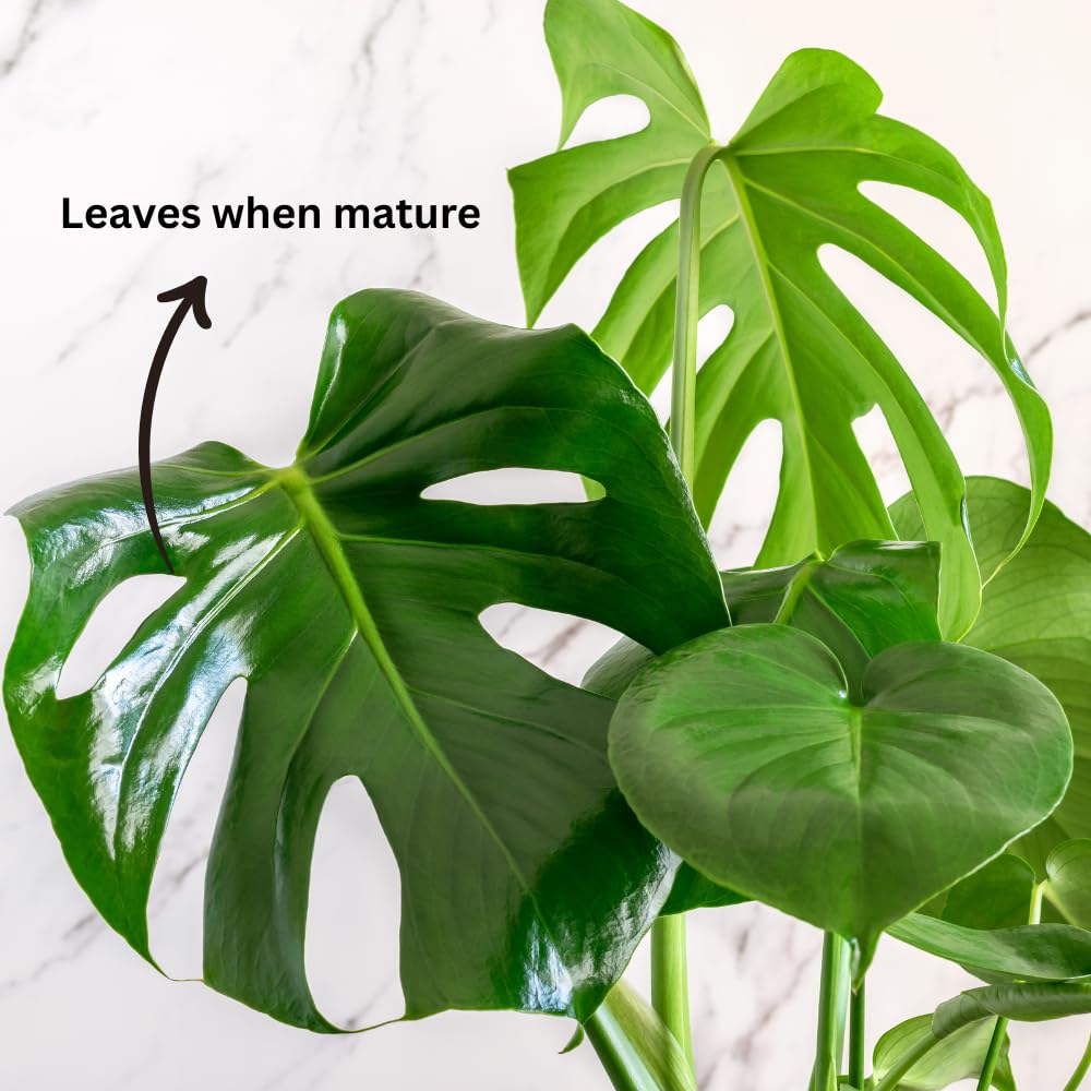 Monstera Plant Live, Starter Plant from 4-6 Inch Tall, Split Leaf Houseplant, Live Monstera Plants Indoor (Deliciosa)