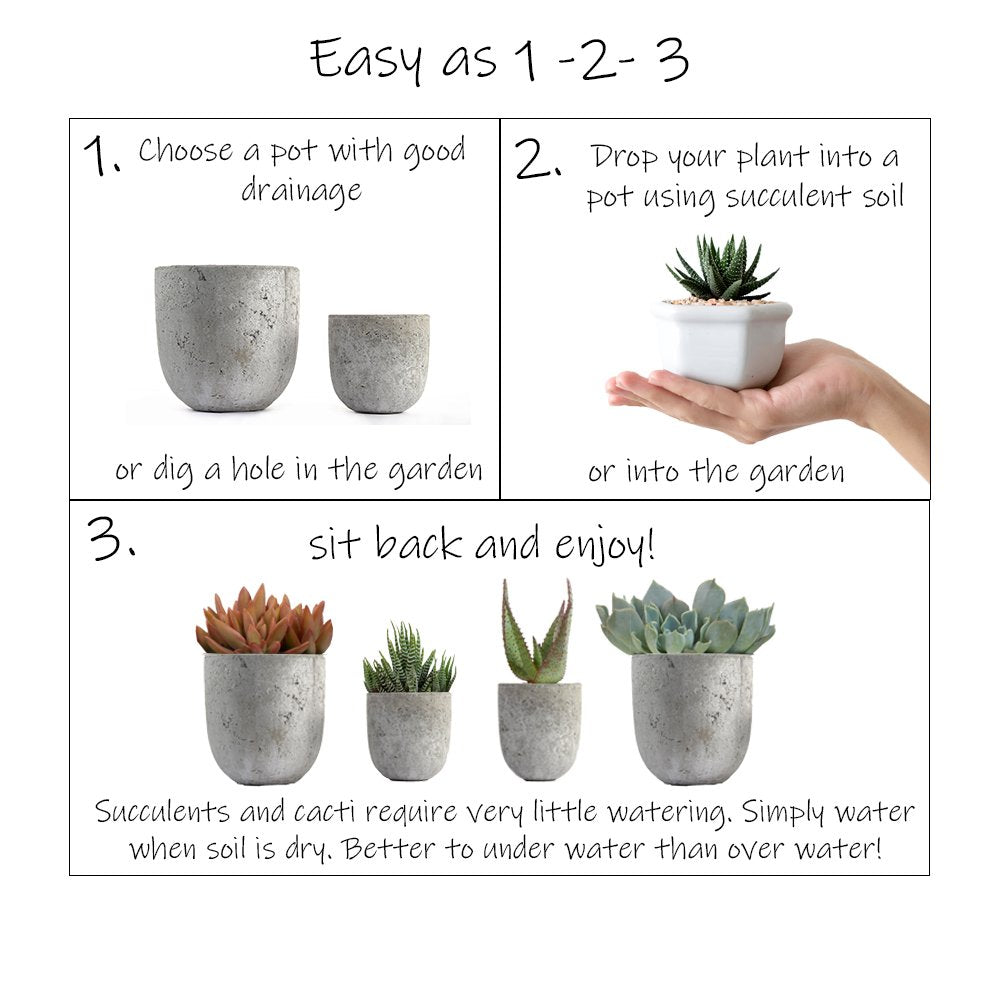 Altman Plants, Mimicry Succulents Plants Live Mini Succulents (4 Pack), Lithops Live Plants Outdoor or Live Indoor Plants, Living Stones Succulent Plants Live Houseplants, Succulent Plant House Plants