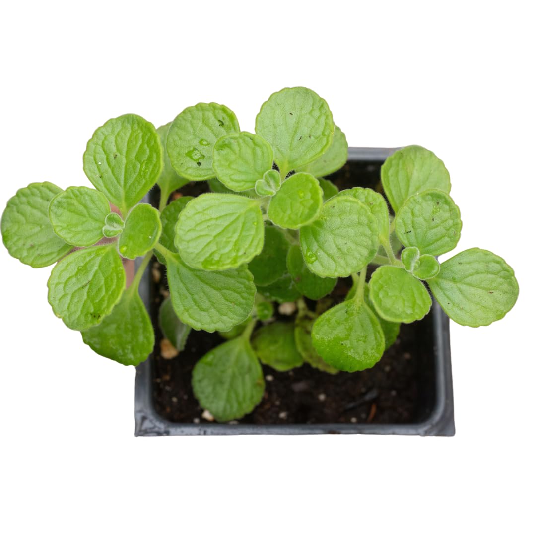 Organic Vicks Plant (Plectranthus tomentosa) in 2.5 inch Pot by Smoke Camp Crafts