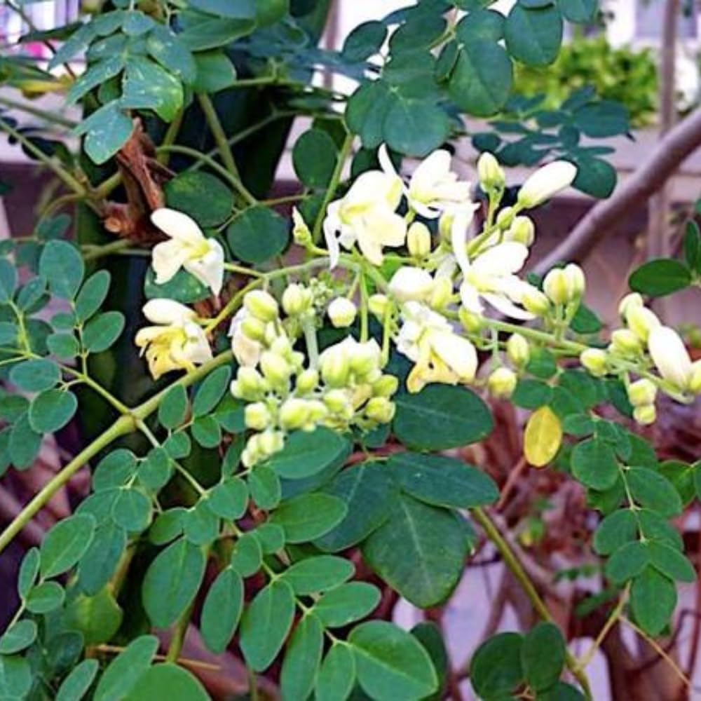 2 Moringa Tree Live Plants, Moringa Oleifera Starter Plants, Drumstick Tree, 5-7 Inch Tall, Fast Growing Ready to Grow for Outdoor Garden, Well Rooted