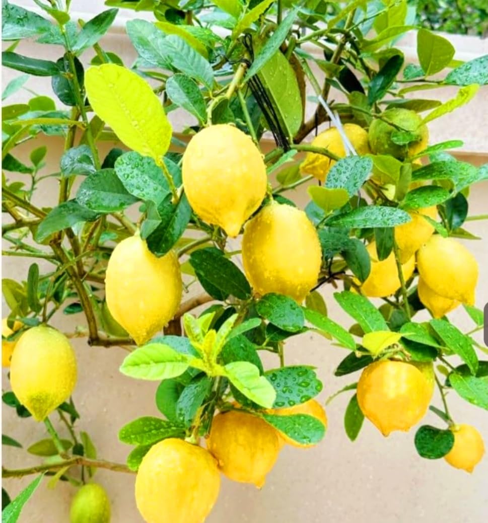 70 Seeds Lemon Trees Dwarf Lemon Bonsai. Perfume Lemon All-in-One Citrus Tree for Patio