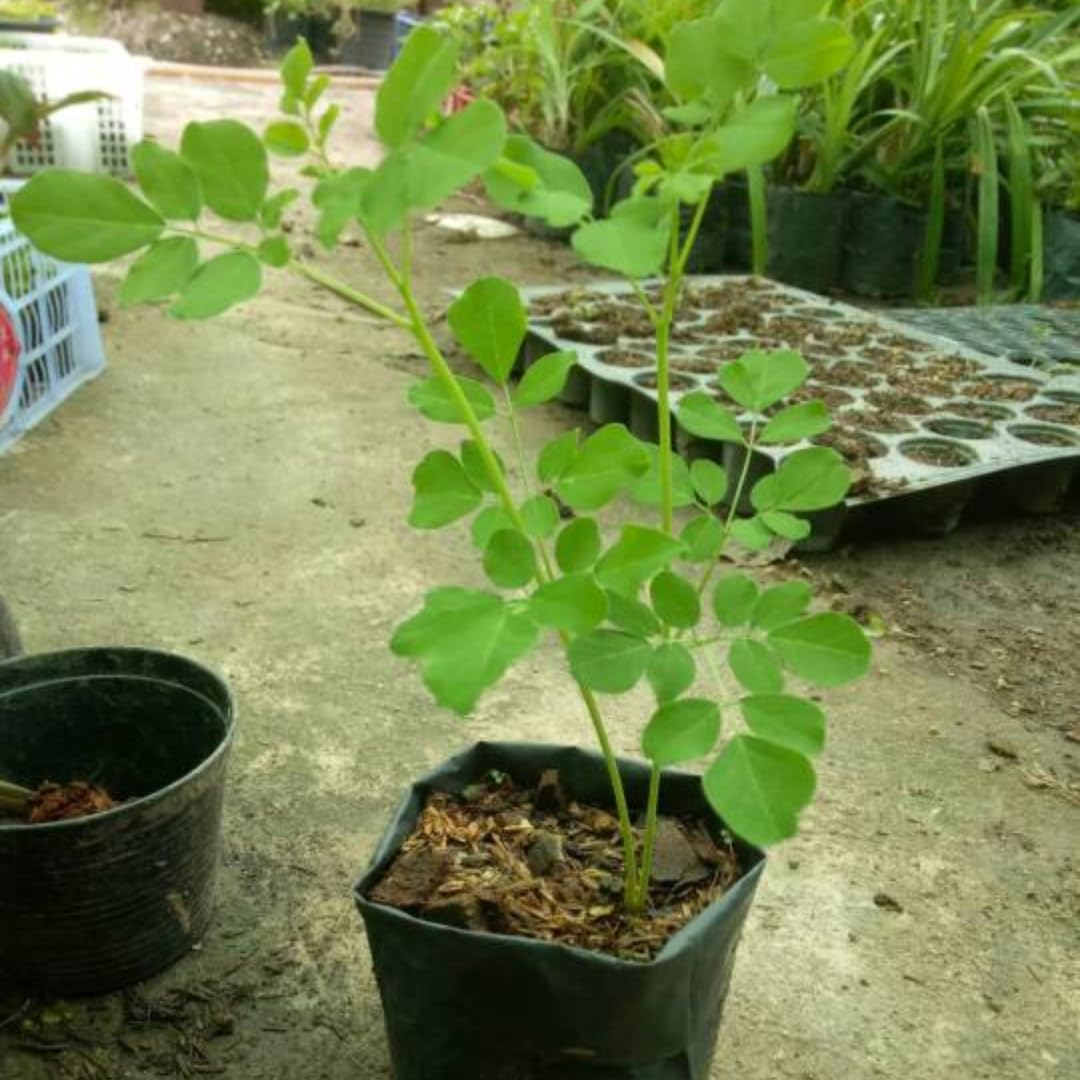 2 Moringa Live Trees Plants, Malunggay Oleifera Moringa Live Tree, 4 Months Old Well Rooted, 6 to 8 Inches in Tall