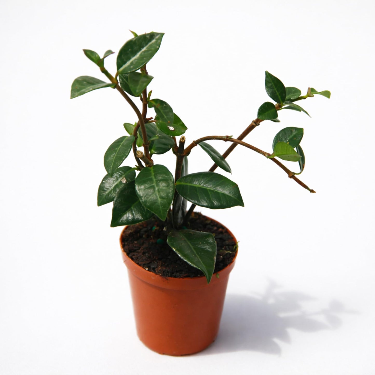 Live Jasmine Minima Plant in 2'' Pot – Dwarf Fragrant Jasmine Ideal for Small Spaces, Indoor Decor & Gift Giving (Heat Pack Included)