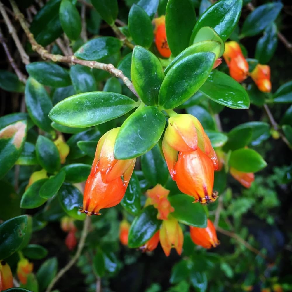 Goldfish Plants Live in 4 Inches Pot, Orange Goldfish Flower Plant, Live Houseplants Succulent for Hanging Basket, Well Rooted, 4-7 Inches Tall