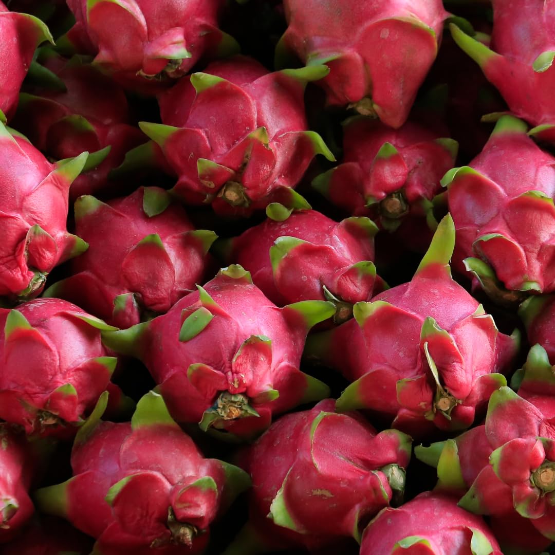 Live Red Dragon Fruit Plant, Tropical Dragon Fruit Vine Plant, 10-12 Inch Tall for Outdoor Planting