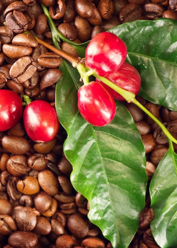 Live Plant - Coffe (Arabica Coffea) Live Tree 1-2Ft