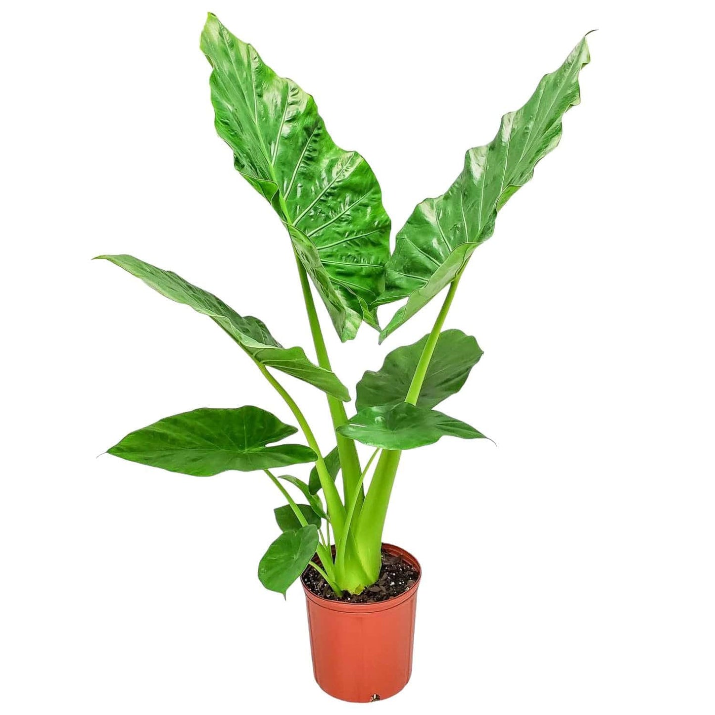 Tropical Plants of Florida Alocasia Borneo Giant Live Plant 3 Gallon 10 Inch Nursery Pot, 36 to 44 Inch Tall Elephant Ear Plant, Large Tropical Indoor Outdoor Foliage