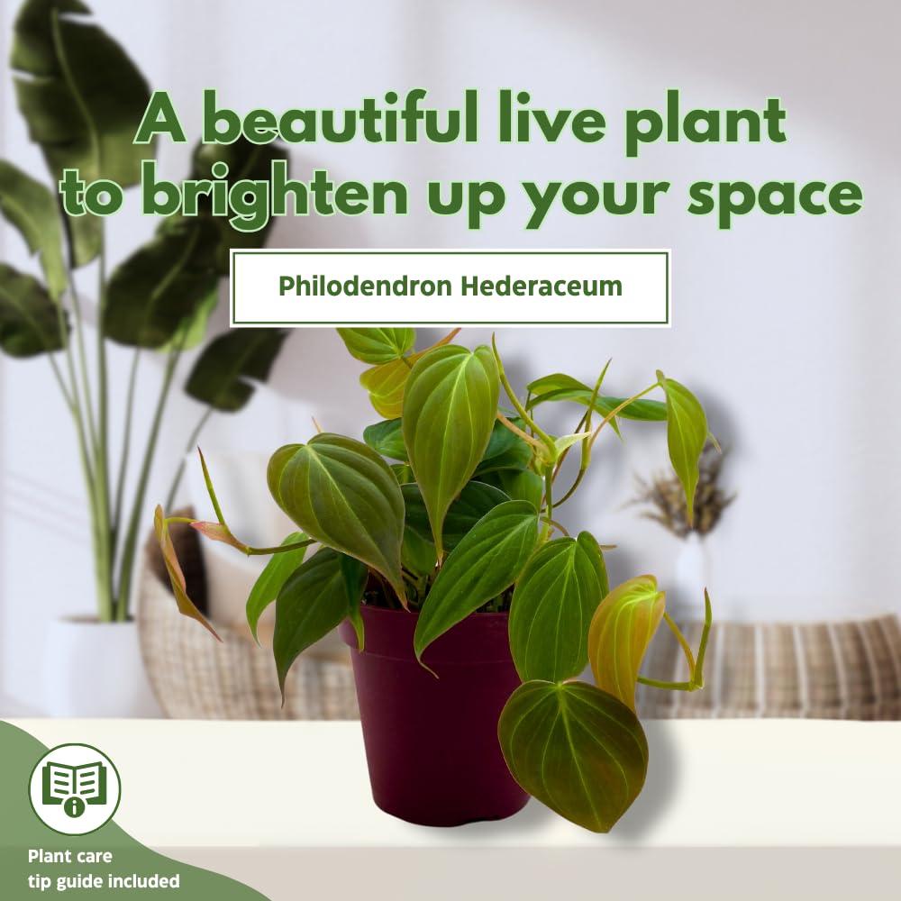 BubbleBlooms Philodendron Micans Hederaceum in a 4 inch Pot Heart-Leaf Philo, Sweetheart Plant