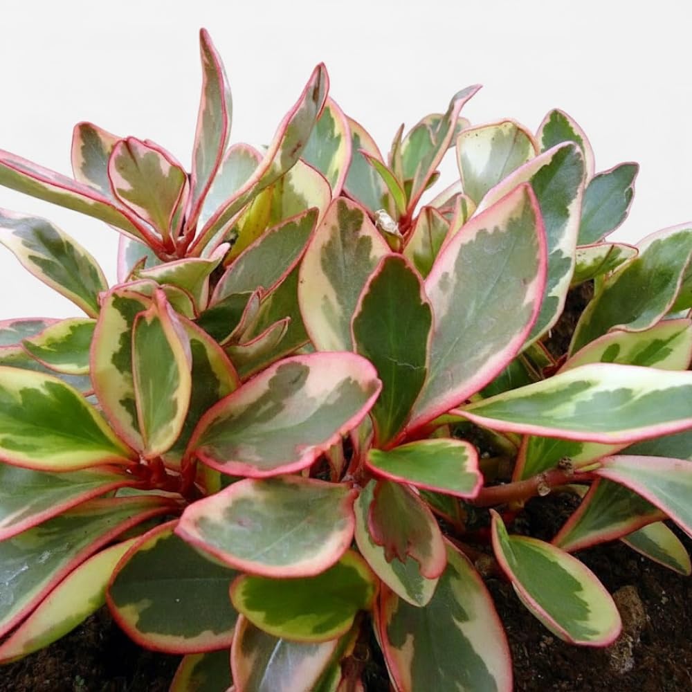 Peperomia Plant Live, Peperomia Live in 3.5 Inches Pot, Tropical Houseplant for Indoor Planting, Compact Plant for Home Office Decor, 4 to 6 Inches Tall (Peperomia Rainbow)