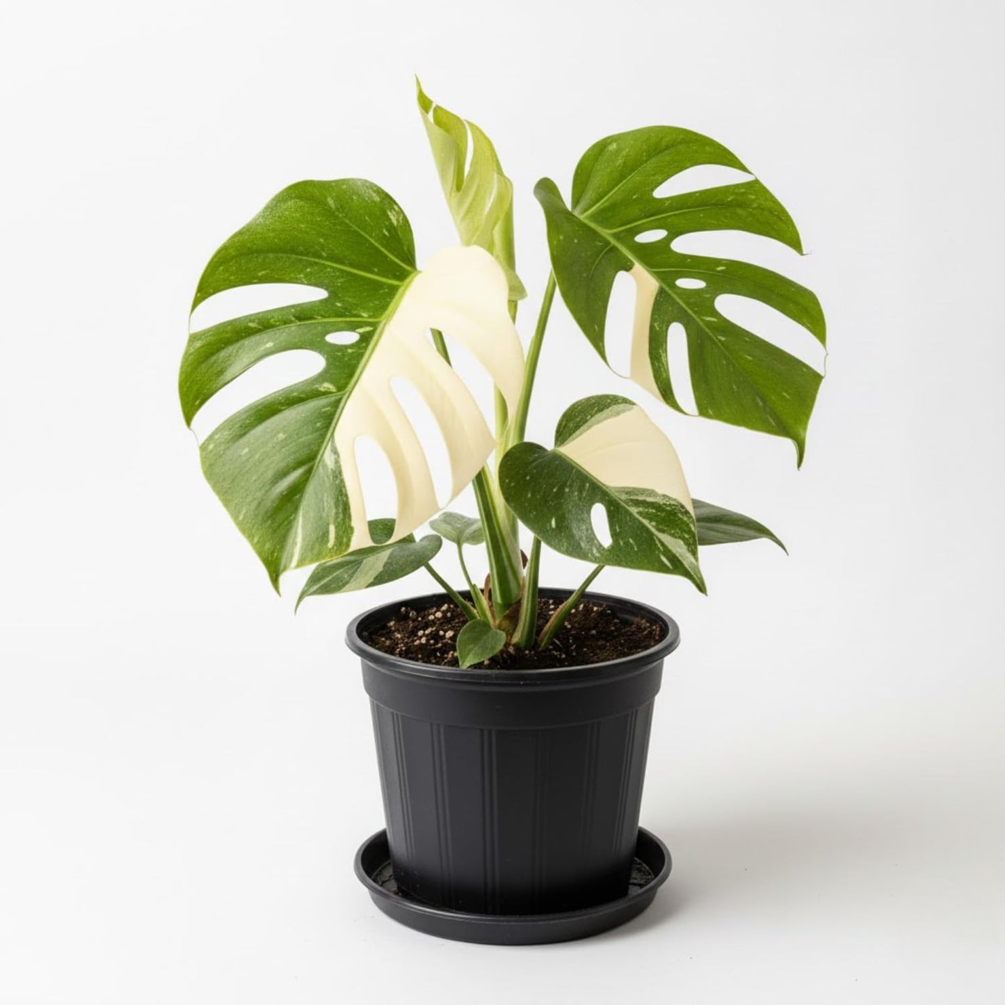 Constellation Monstera Plant, Rare Variegated Monstera Live Plant, Philodendron Houseplant for Indoor Growing, 4 to 6 Inc Tall