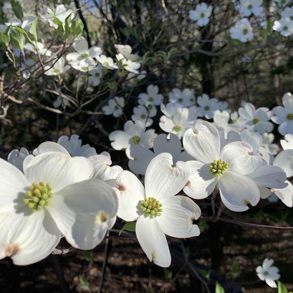 White Dogwood Tree, 8-14 Inch Tall, Quart Pot, Flowering Ornamental Tree for Outdoor Planting and Landscaping