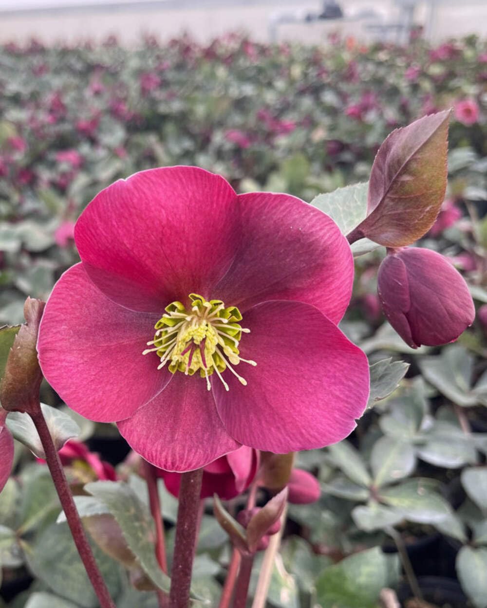 Perennial Farm Marketplace Helleborus x Frostkiss® ‘Anna’s Red’ (Lenten Rose) Perennial, Size-#1 Container, Red Blooms Late Winter to Spring, Deer Resistant