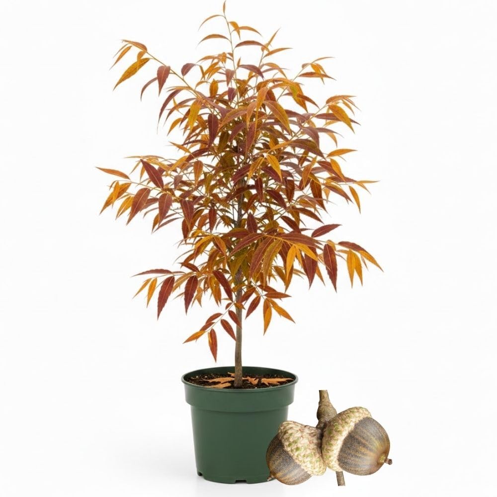 2 Live Willow Oak Plant, Willow Oak Shades Plant Live 6-10 Inches Tall, Oak Trees for Planting Outdoor Garden