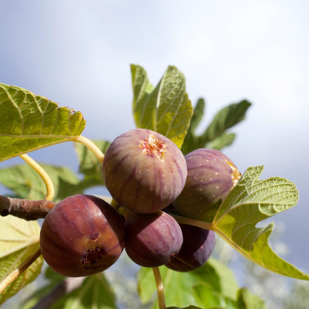 Fig Tree Live Plant, 1 Gallon Pot, Sweet Edible Fruit, Ready to Grow, Suitable for Gardens and Outdoor Planting, No Ship to CA (Black)