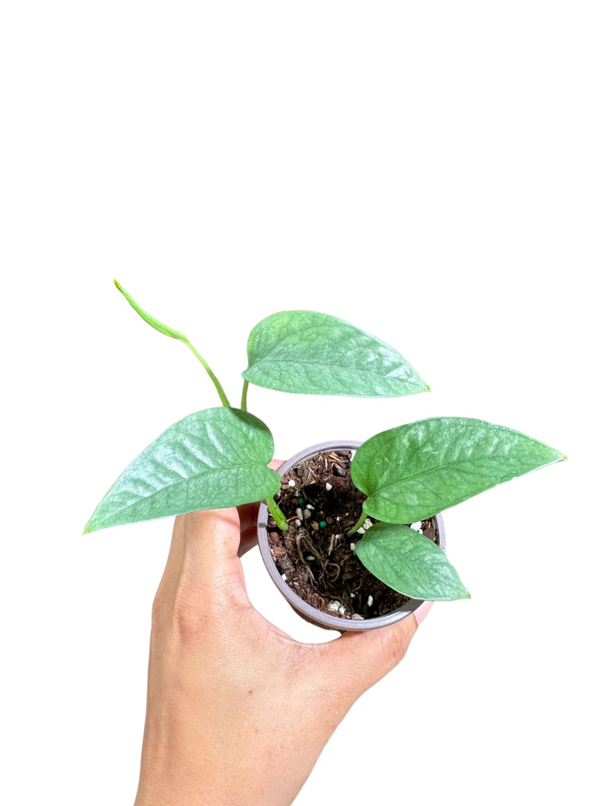PLANTVERS Cebu Blue Pothos Live Plant – Epipremnum Pinnatum – Cebu Blue Live Vining Plant – Low Light Indoor Houseplant – Easy Tropical Climbing Plant – Air Purifying Indoor Plant (2" Nursery Pot)
