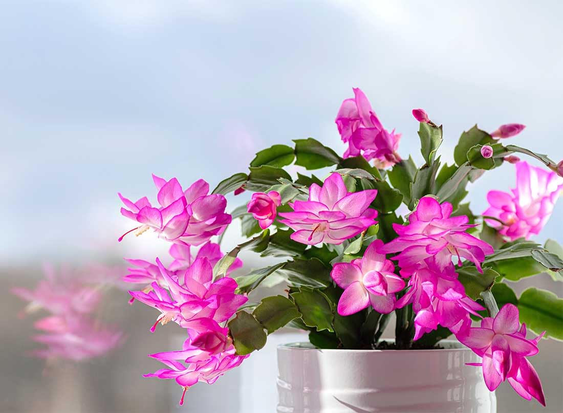 American Plant Exchange Live Christmas Cactus 2-Pack – 4-Inch Pot Cover – Easy Care Flowering Succulents with Festive Blooms for Holiday Home Décor, Kitchens, Offices & Indoor Winter Displays