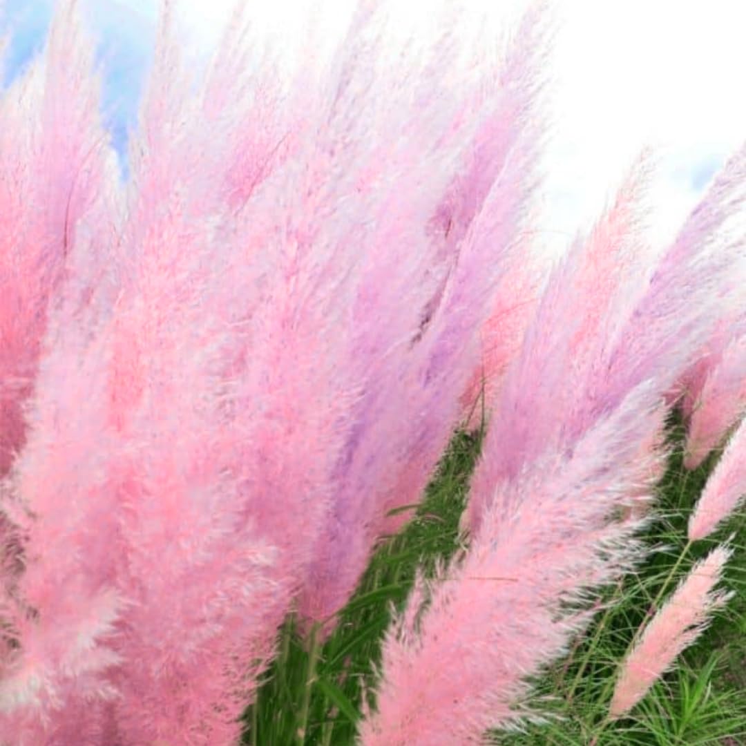 2 Grass Ornamental Grasses Seedlings, Live Grass Perennial Hardy Ornamental Plants, Outdoor Planting, 5-9" Tall (Pink Pampas)