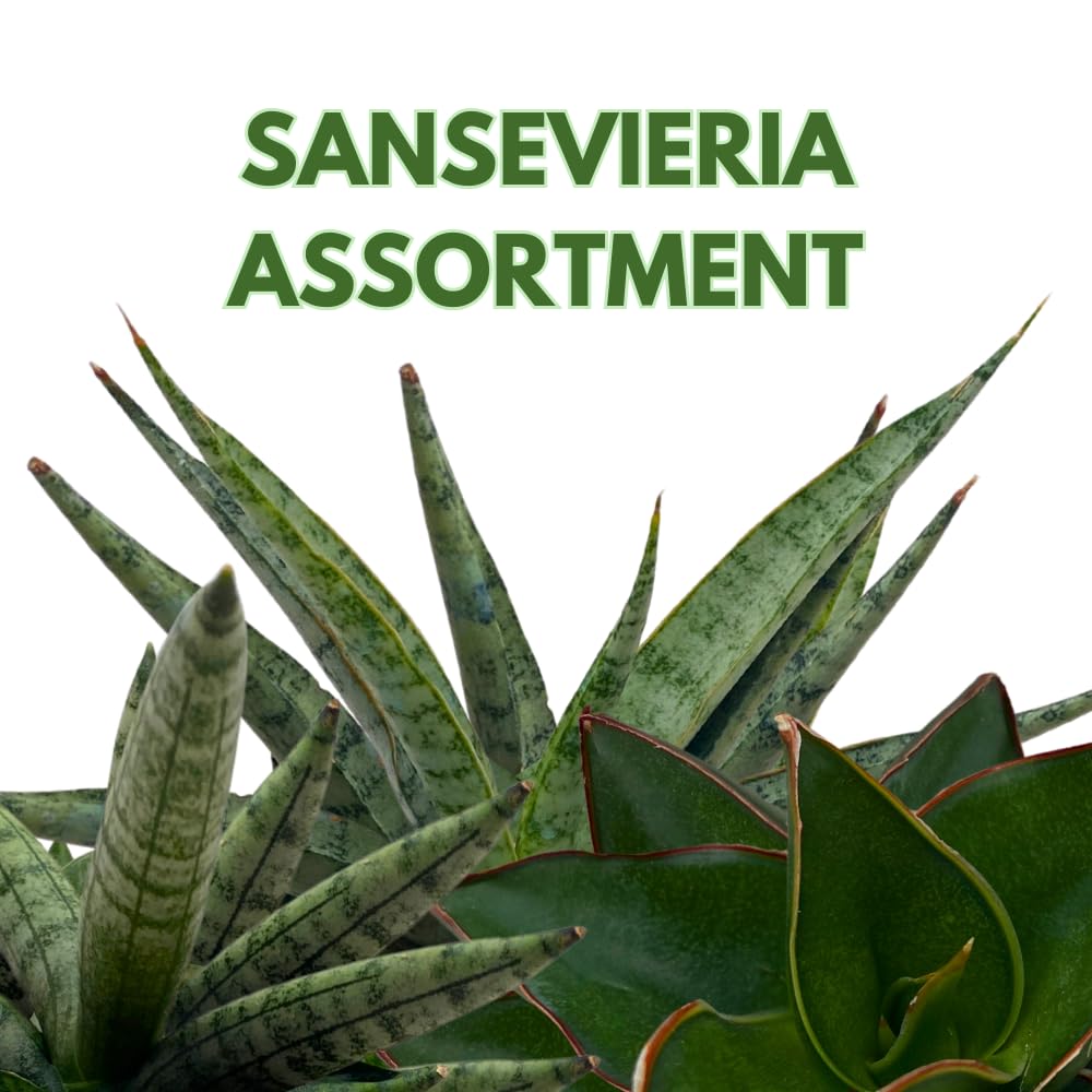 BubbleBlooms Sansevieria Assortment 4 inch Pots Set of 3 Rare Hardy Snake Plants