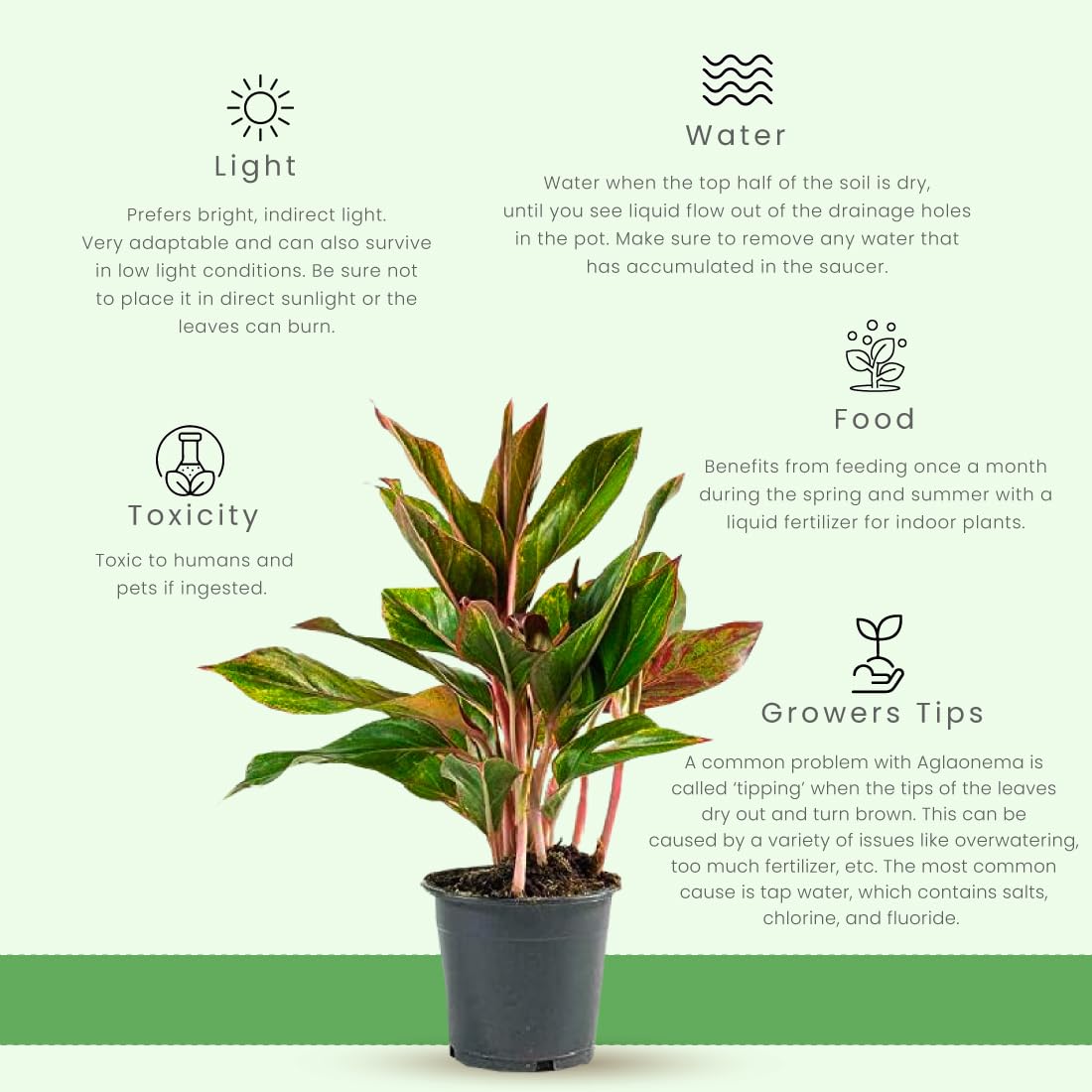 American Plant Exchange Aglaonema Red Sapphire – 6-Inch Pot – Live Chinese Evergreen Houseplant, Vibrant Low Light Foliage for Home, Office, or Indoor Garden Decor