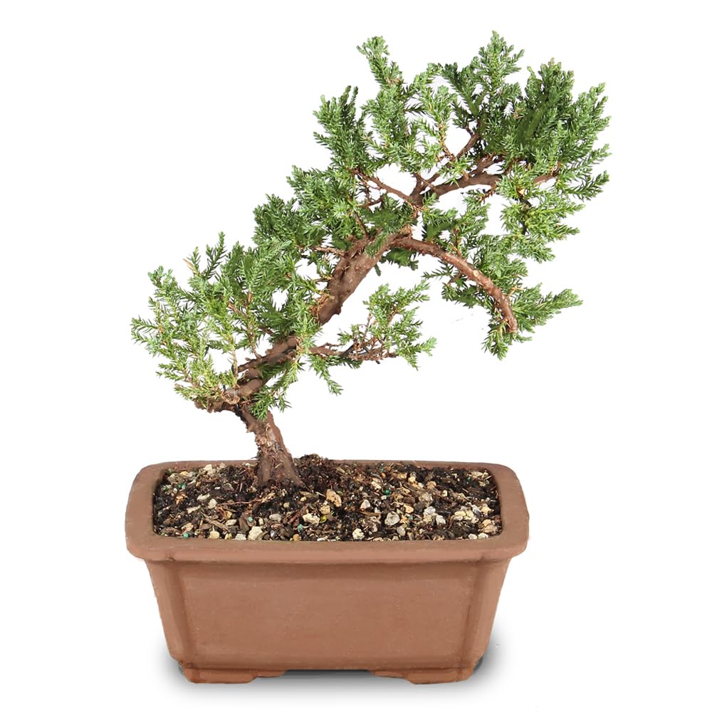 Brussel's Bonsai - Live Green Mound Juniper Bonsai Tree, Outdoor Bonsai Tree Live Plant, Medium Bonsai for Patio Garden Décor, Easy Care Evergreen Bonsai (Medium)