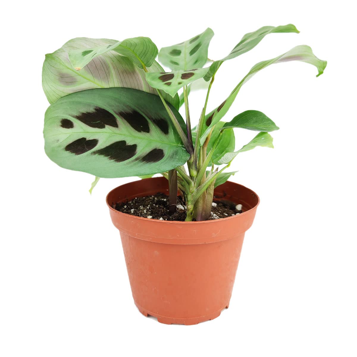 Maranta Green Prayer Plant - Maranta Leuconeura 4'' | Easy to Grow Houseplant | Live Healthy Houseplant for Home Office Decoration (4'' + Plastic Pot)