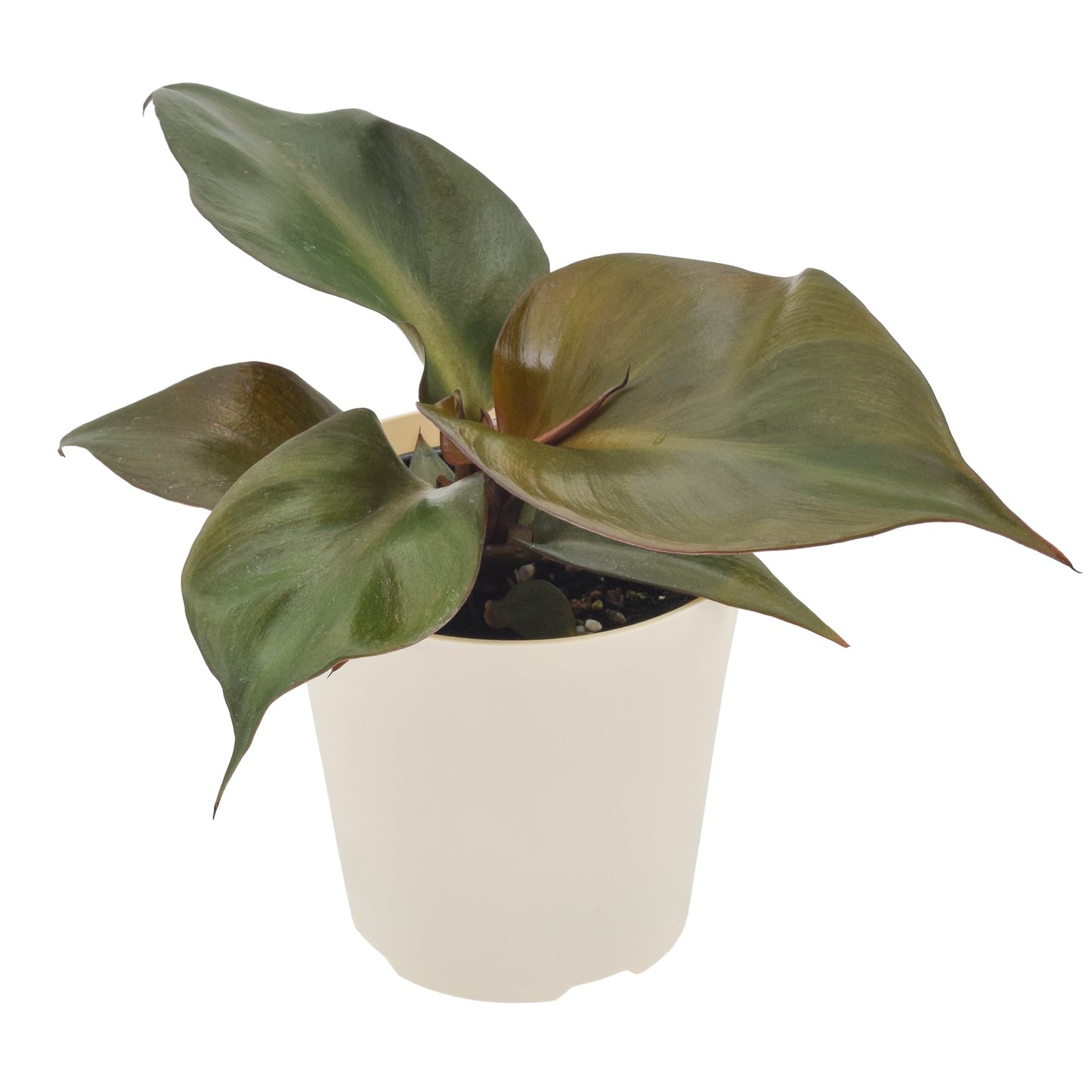 Arcadia Garden Products Live Red Heart Philodendron Rare Indoor Houseplant in Plastic Pot, Tropical Plant Collector Gift for Home and Garden Decor, 4-inch, Beige