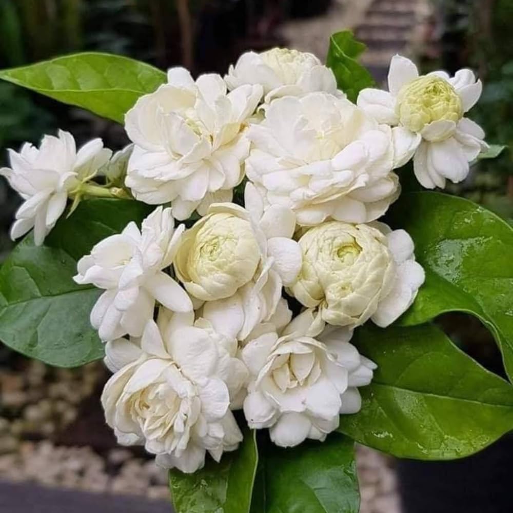 Set 2 of Jasmine Plant Live, Duke of Tuscany Jasmine Flower Plant from 5 to 7 Inc Tall