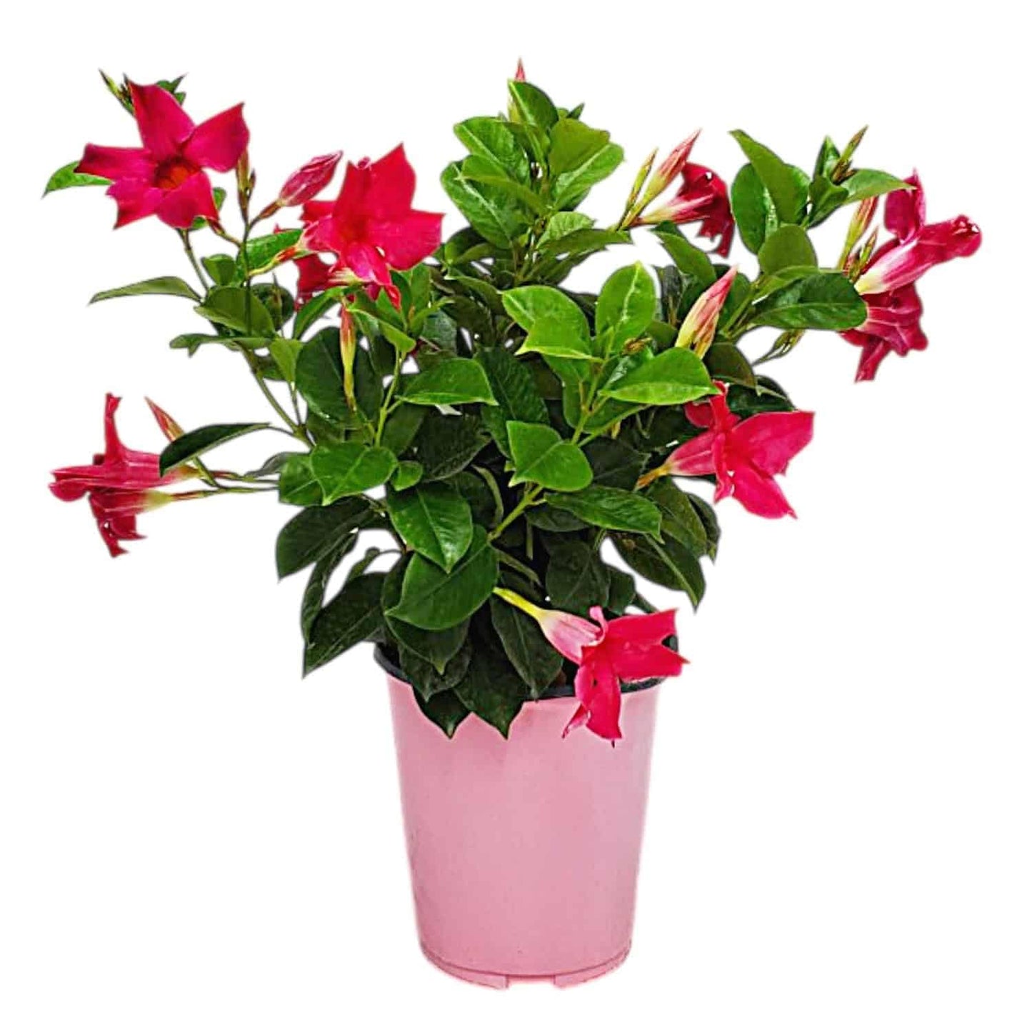 Tropical Plants of Florida Pink Dipladenia Live Plant - 1 Gallon 14 Inch Tall Tropical Flowering Bush Indoor Outdoor Patio Plant Mandevilla