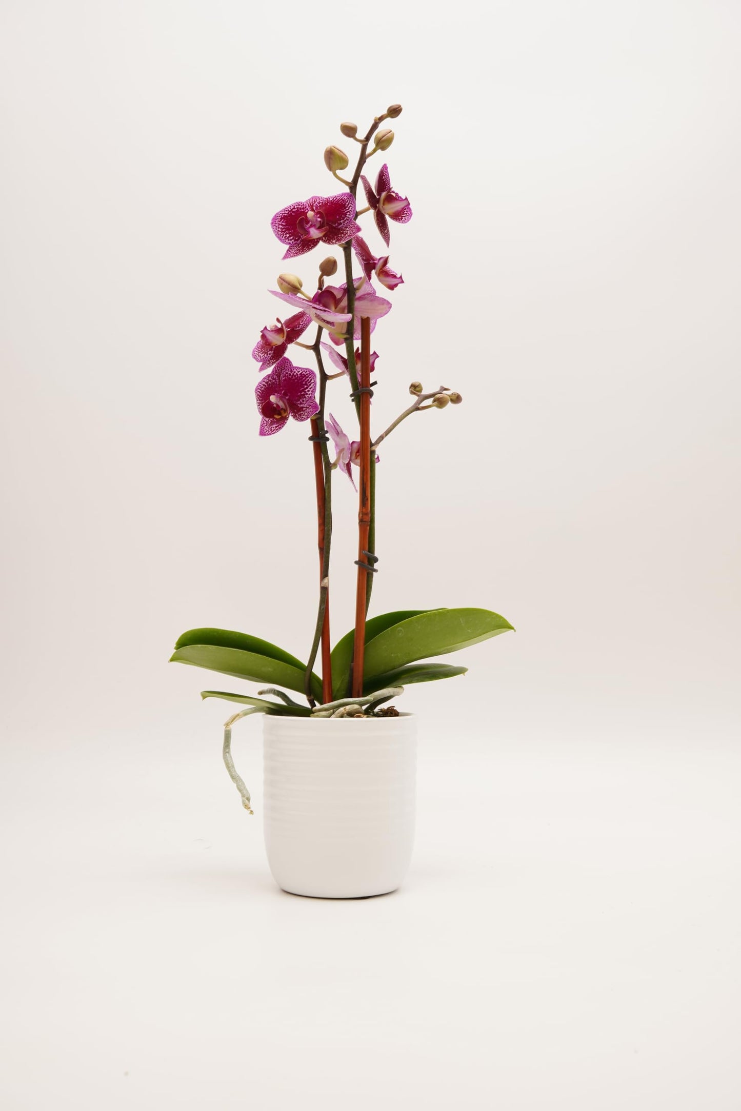 DecoBlooms Premium Purple 3” Orchid Live Indoor Plant (Modern Pot Included) – Grown in the USA - Fresh Flowering Home Decor Delivery for Birthday, Anniversary, Sympathy, Wedding, Mother's Day