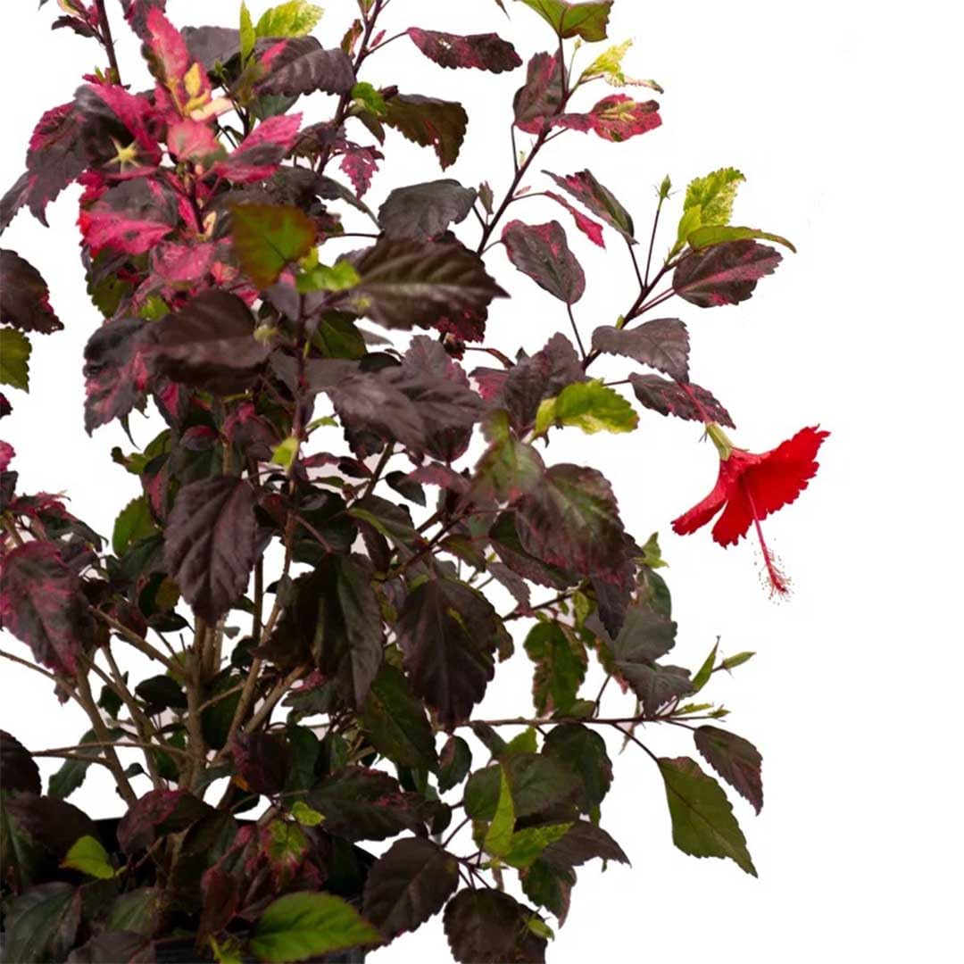 American Plant Exchange Hibiscus 'Red Hot' Plant – Live Flowering Bush, 10-Inch Pot, Tropical Variegated Red Blooms for Garden Beds, Patios, and Outdoor Landscapes