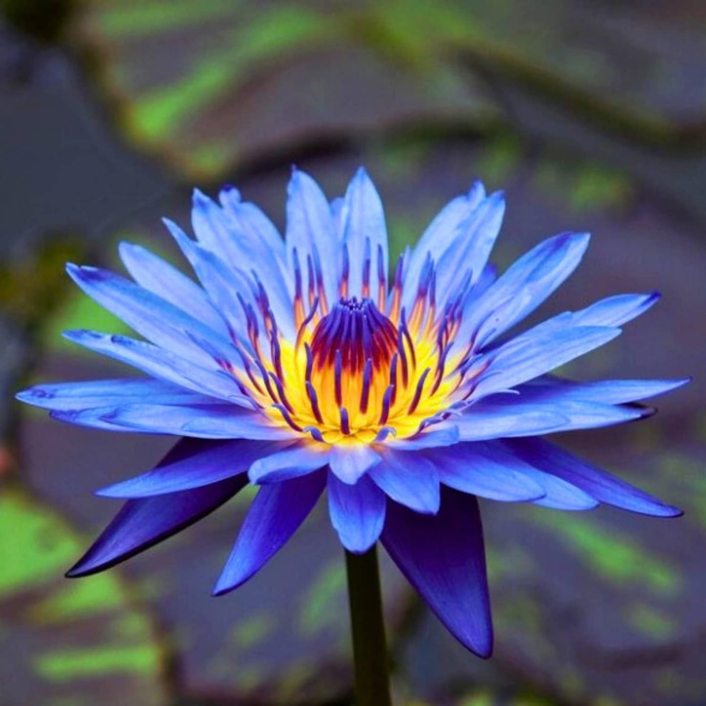 4 Pack Pre-Grown Hardy Waterliy Live Tuber in Yellow, Red, Blue Flower for Indoor-Outdoor Pond Decoration
