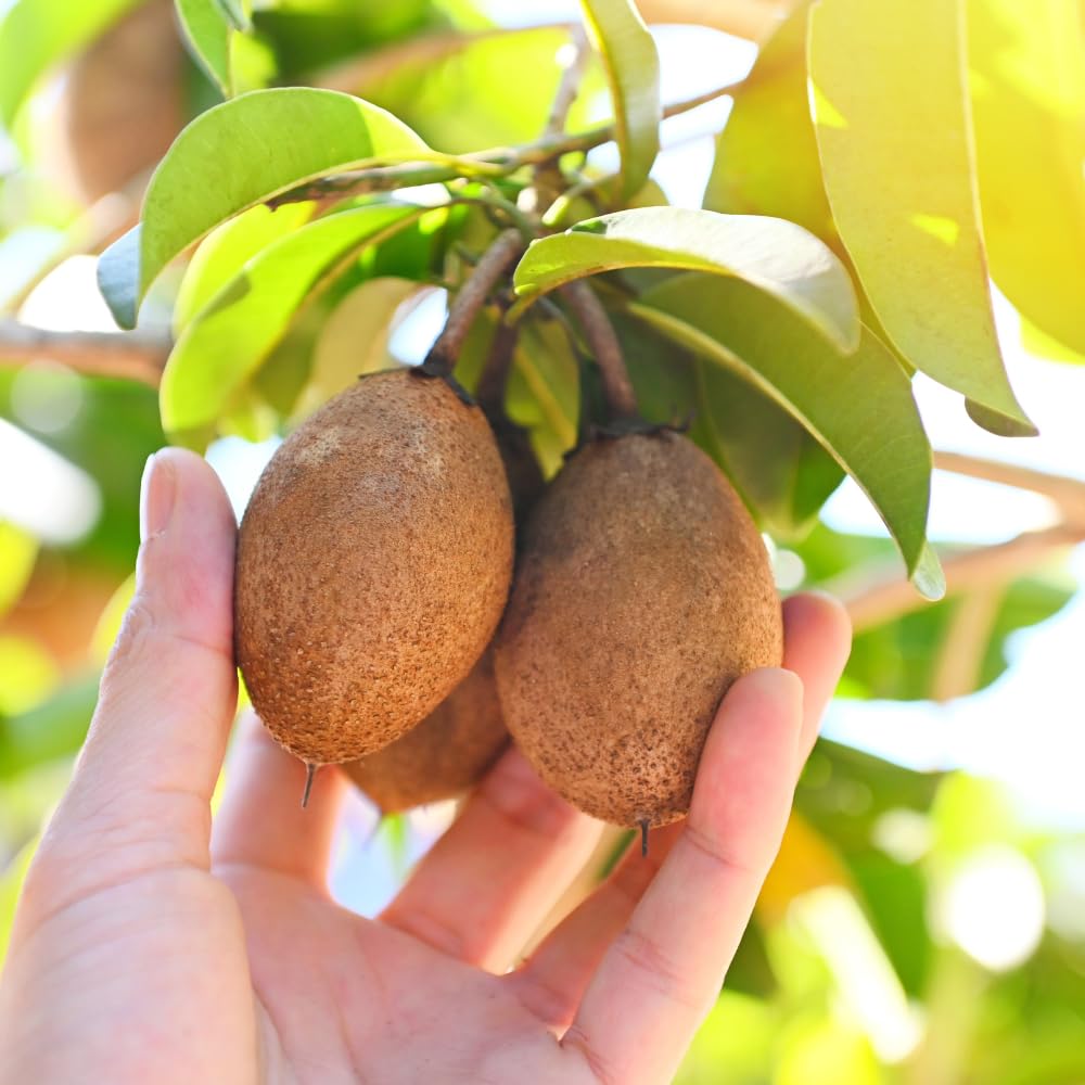 Sapodilla Tree Live Plant for Planting 2 to 3 Feet, in 3 Gallon Pot, Sapodilla Plant Live Ready to Grow, No Shipping to CA
