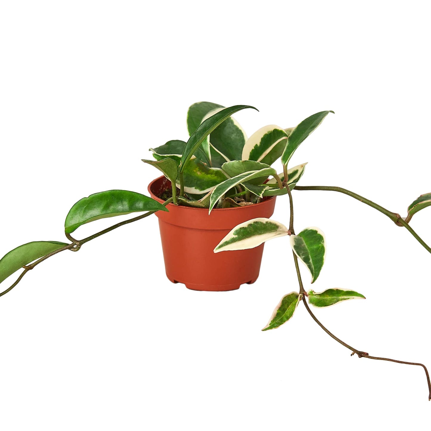 Hoya Plants 4 Live Houseplants in 4" Pots - Variety Assortment 4 Pack Hoya Plants - Pet Friendly Plants - Air Purifying Plants - CA Seller (Pack of 4 Hoya Plants)