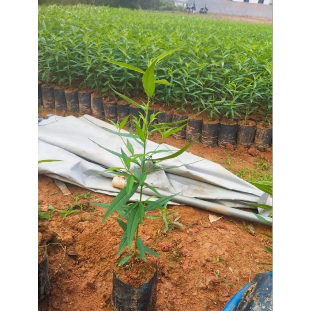 Grafted Peach Tree Live Plant, Well Rooted Peach Plant 1 Feet Tall for Planting Outdoor, Dormant, Ready to Bear Fruit Within 1-2 Years (Belle of Georgia)