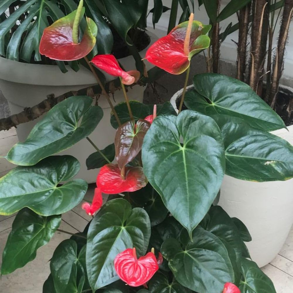 Red Anthurium Live Plant, 6 Inch Pot, Ornamental Anthurium Plant, Indoor Flowering Houseplant for Home Decor and Office