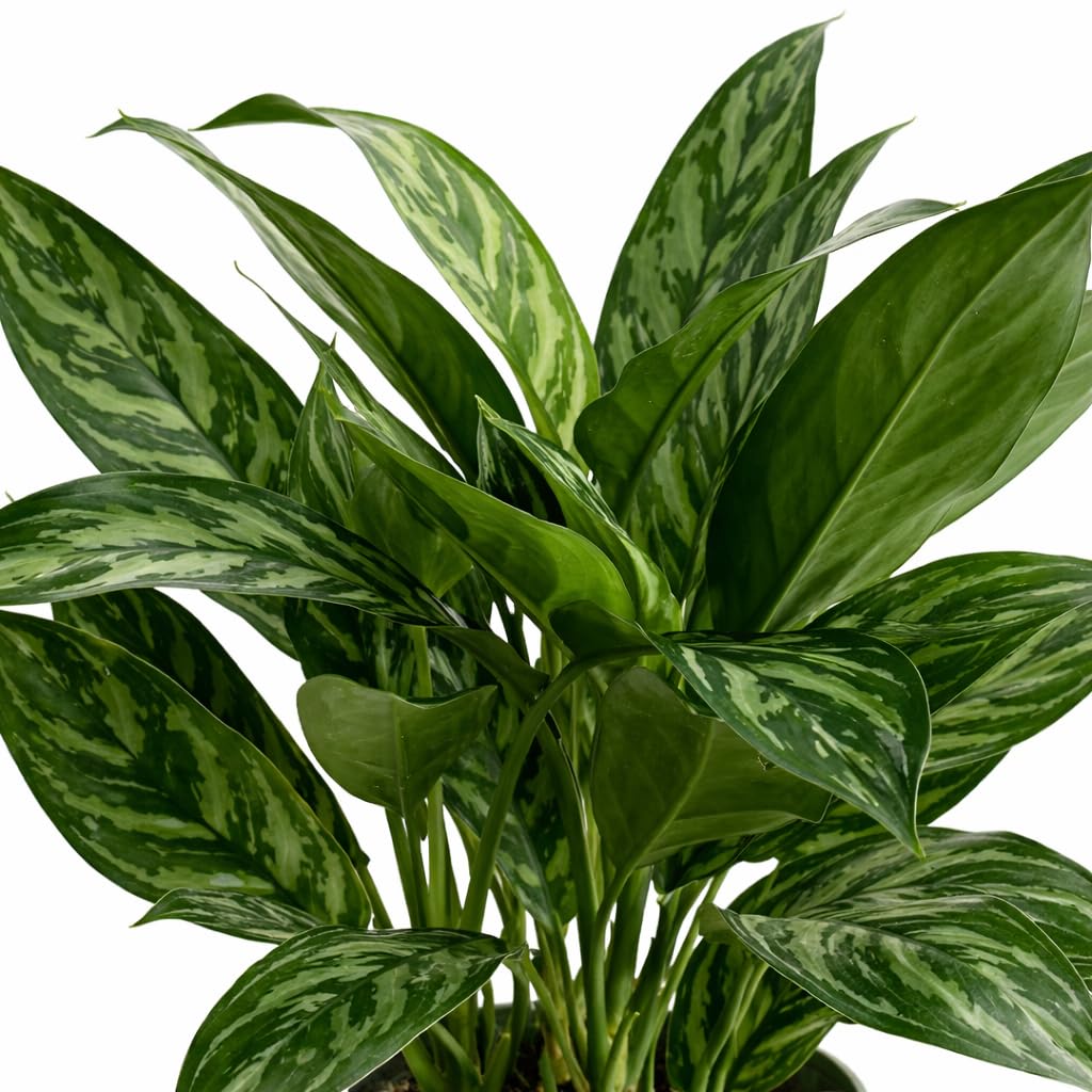 Aglaonema Tigress Live Indoor Plant in 6 Inch Grow Pot, Chinese Evergreen Houseplant, Tropical Foliage Plant for Home or Office