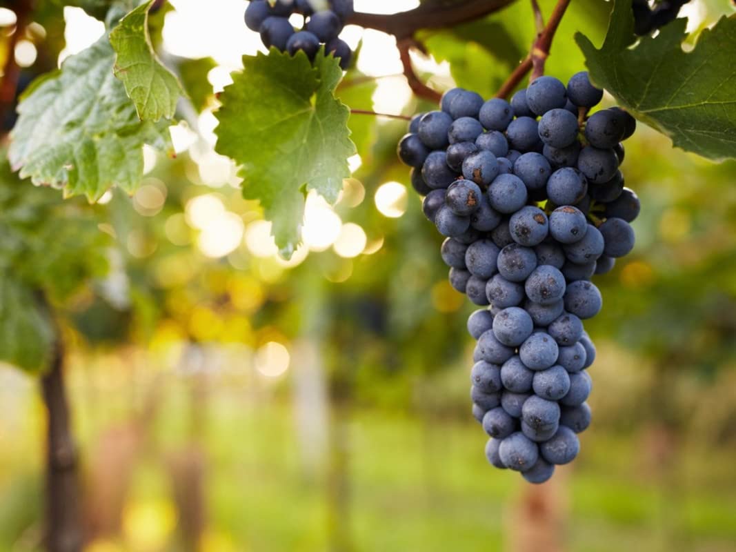 Yunaksea 1 Concord Grape Vine for Planting, Seedless Grape Plant Live 1 to 2 Yrs Old, Live Grape Fruits