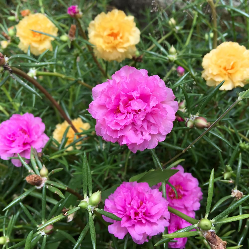 Moss Rose Plants, Live Portulaca Plants 4-6 Inch Plant Roots, Flowering Groundcover, Mixed Colors Moss Rose Potted Starter Plant for Outdoor Garden Planting