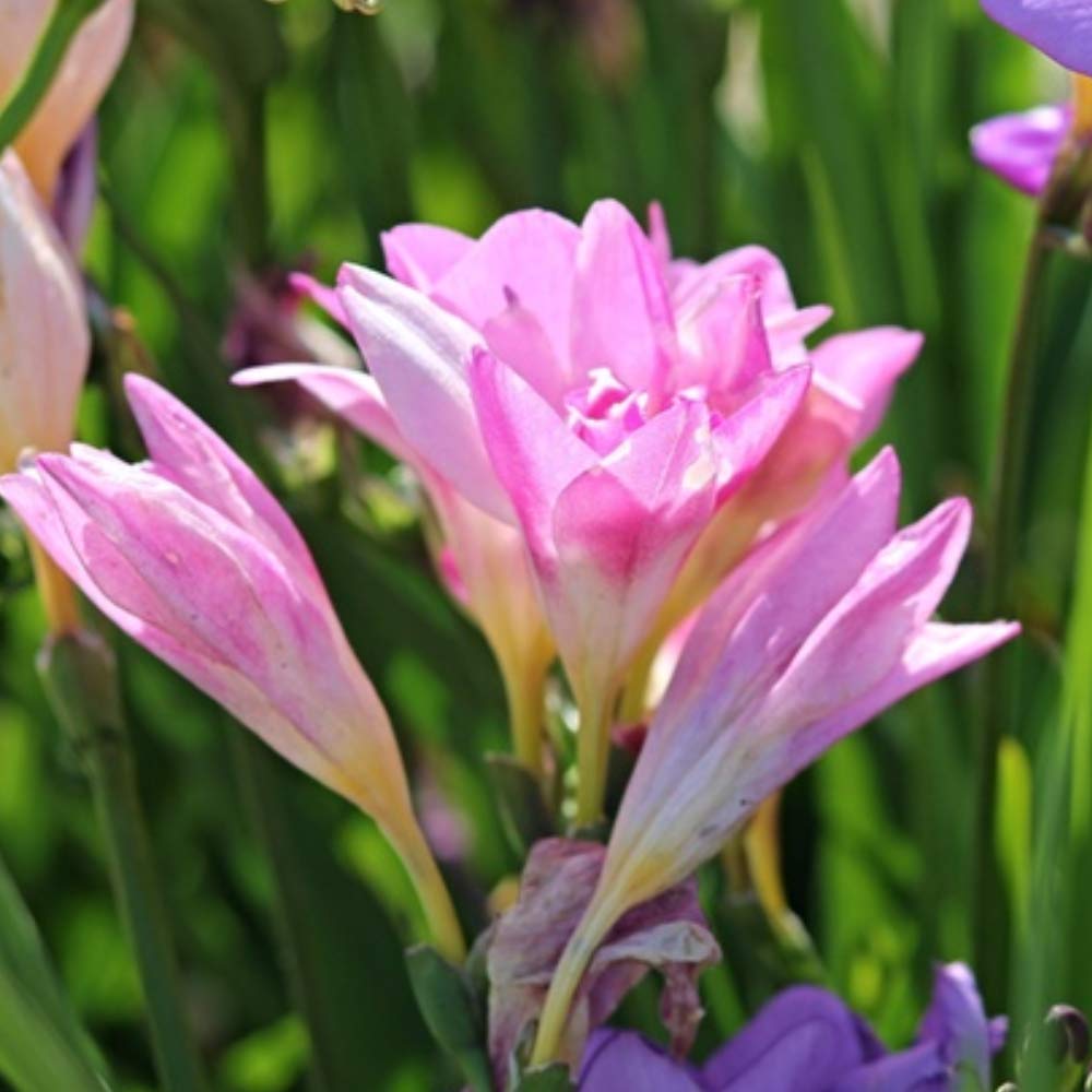Amazing Deal - Complete Spring & Summer 100 Bulbs - Garden Party Flower Bulb Collection - Beautiful Sun Loving Flowers with Large Corolful Blooms - Variety Colors - Butterflies, Bees & Hummingbirds