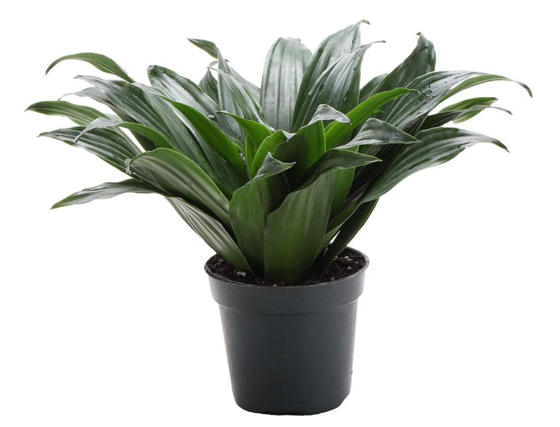 Thorsen's Greenhouse Live Janet Craig Compacta Plant, Dracaena Fragrans, Live Indoor Plant, 4" Diameter Pot