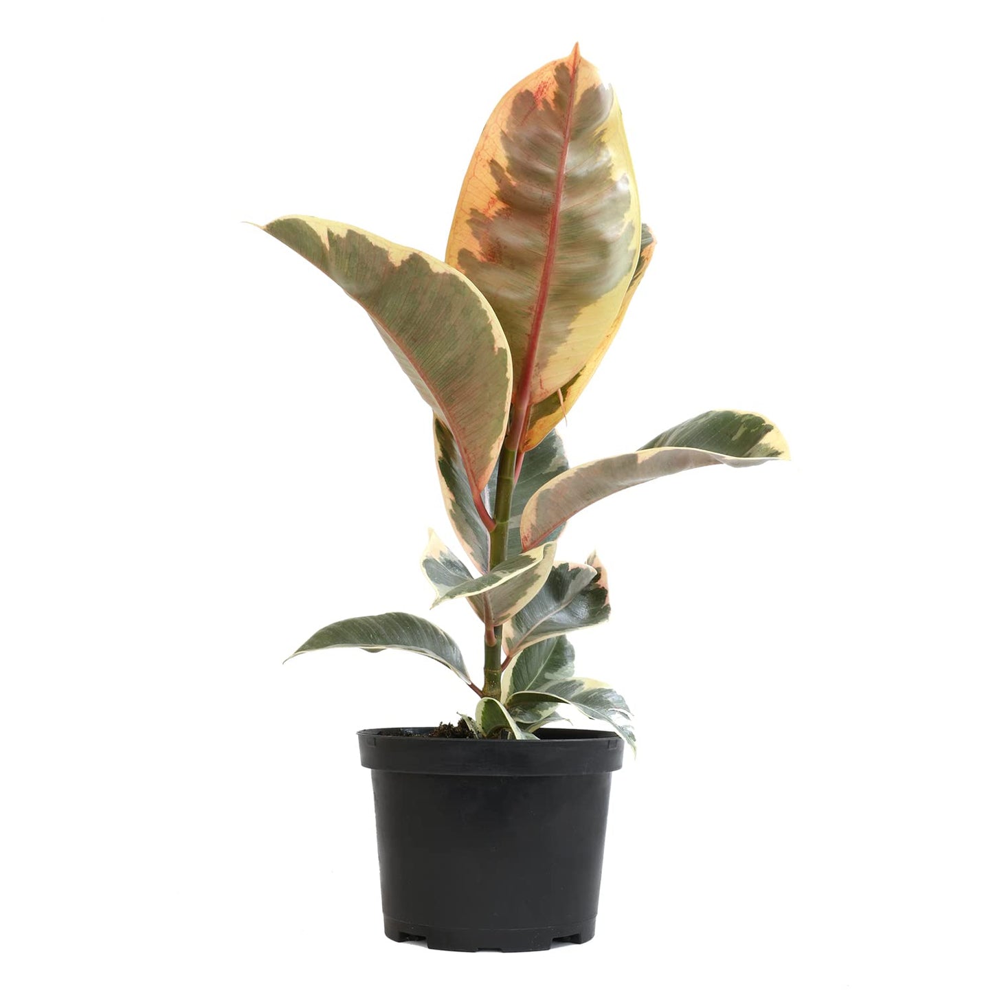 Tineke' Ficus Tree Live Plant (Variegated Rubber Plant), Ficus Elastica Live Plant Delivery, Easy Plant, Indoor Plants Live Houseplants, Real Plants, Live Plants Indoor Plant Decor by Plants for Pets
