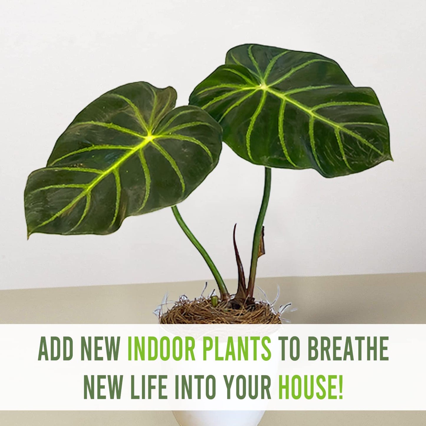 LEAL PLANTS ECUADOR Philodendron Luxurians | Exotic Live Philodendron Houseplant | Tropical Elephant Ear Plant for Indoor | Zebra Plant | Perfect Live Plant for Living Room & Home Decor