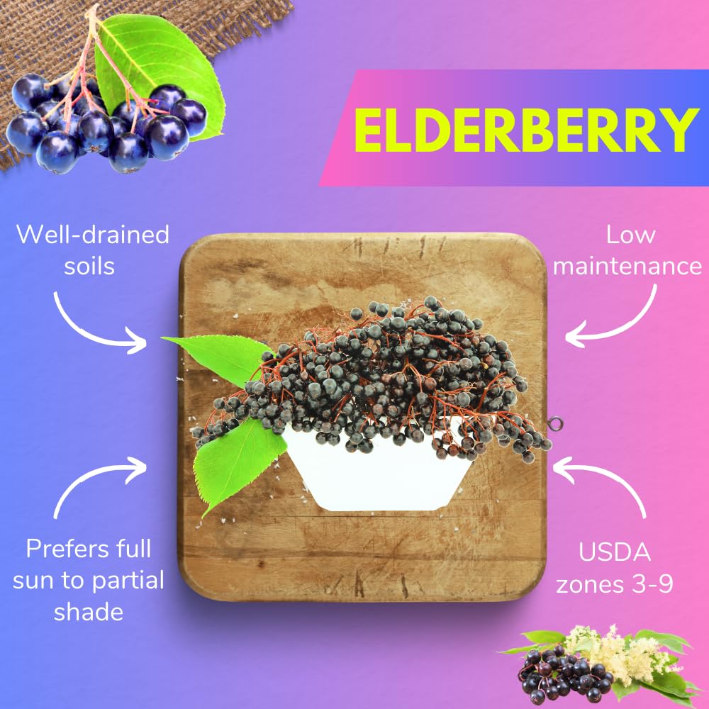 Black Elderberry Plant, Elderberry Bushes Live Plant, 2 to 3 Feet Tall, Edible Berry Bush for Perennial Garden, 1 Gallon Pot