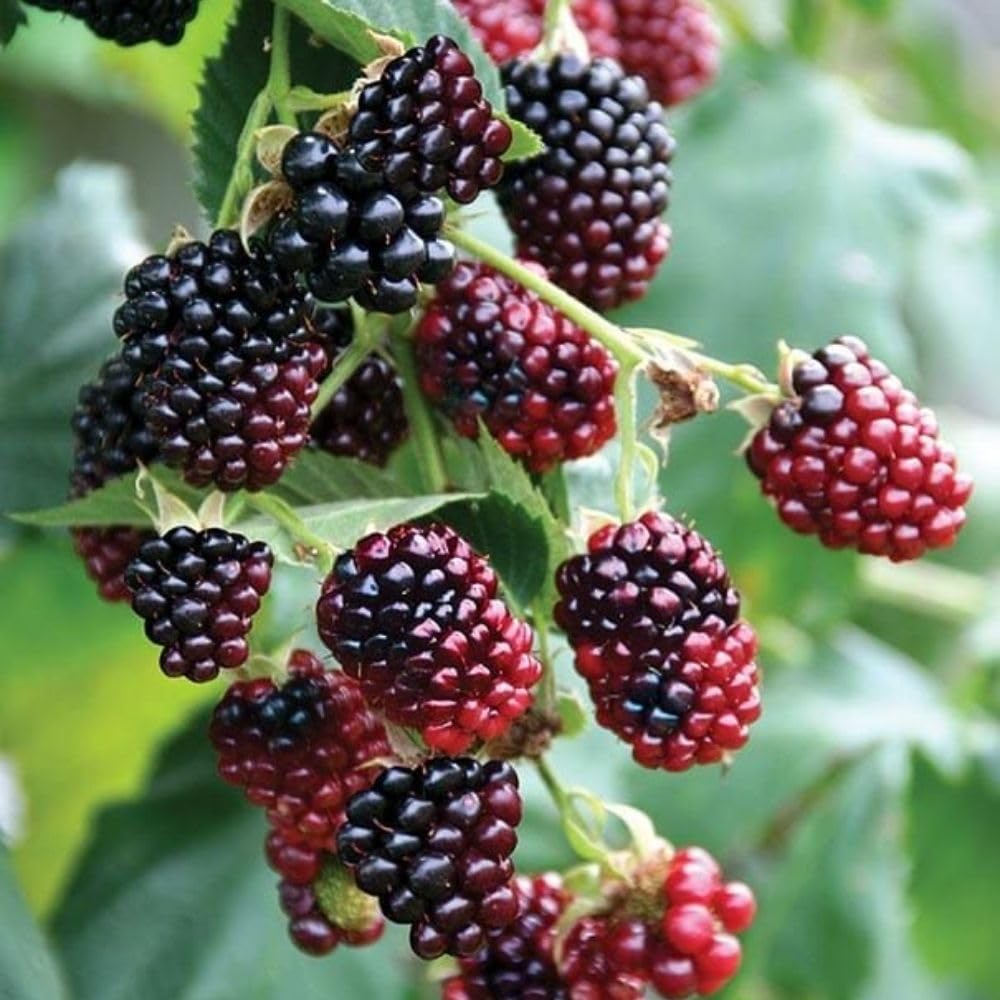 Set 2 Boysenberry Live Plant, 4-7 Inches Tall, Hardy Berry Bush, Berry Fruit Plants Live for Planting in Garden