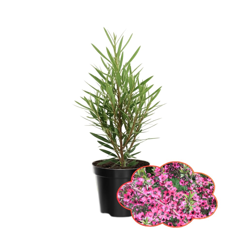 Manuka Tea Tree Plant, Pink Leptospermum Tree Live Plant, 4 to 7 Inc Long, Bush Plants for Growing