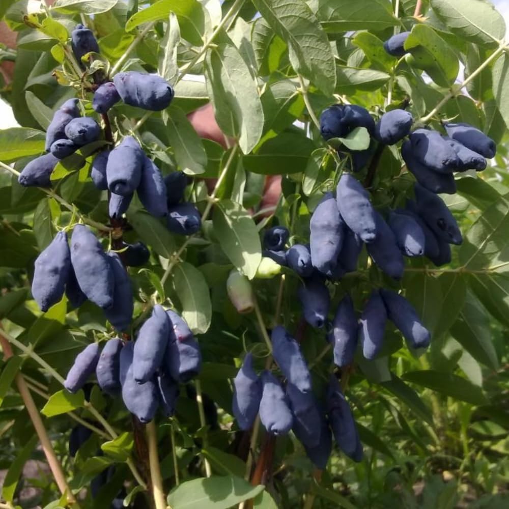 Honeyberry Bush Plant, 6-8 Inch Tall Sweet Blue Honey Berry Tree, Perennial Haskap Plant