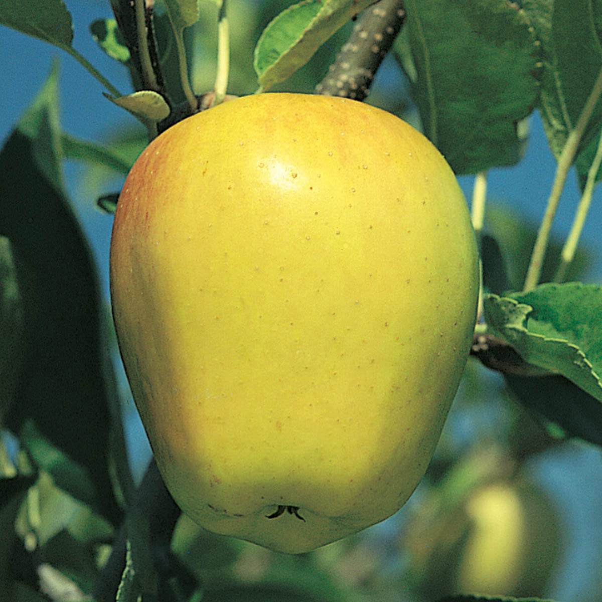 GURNEY'S - Golden Delicious Apple Dormant Starter Bare Root Standard Fruit Tree, 1-Pack