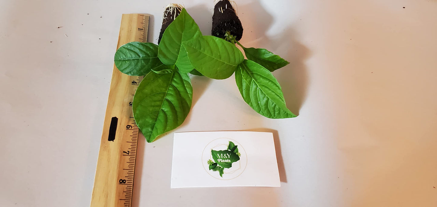 2-Live Passiflora quadrangularis 'Giant Grandilla' Starter Plants (Unable to Ship to:AZ, AK, HI, OR, PR)