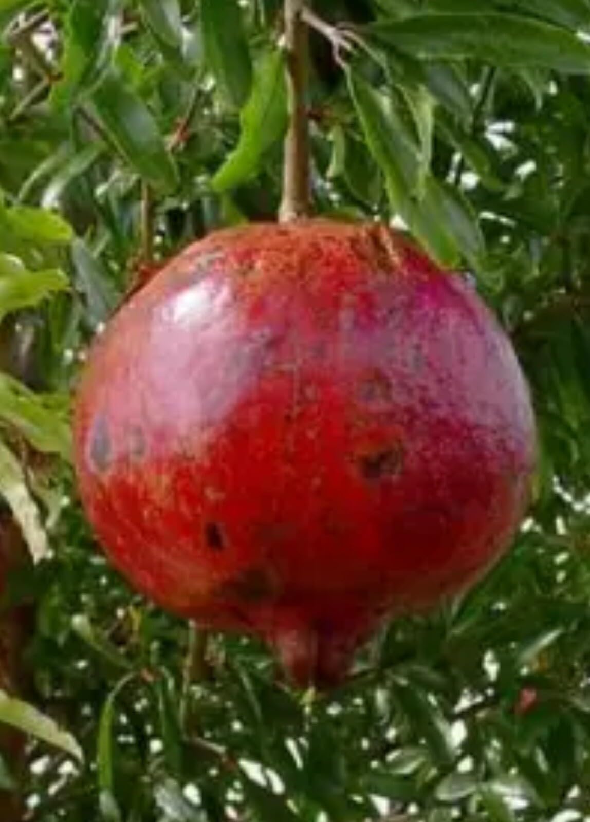 Live Plant - Pomegranate - 'Wonderful' - Punica granatum - 15 Plants